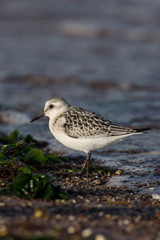 Sanderling, Calidris alba