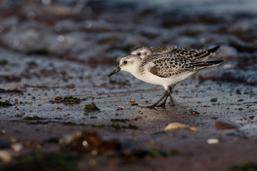 Sanderling, Calidris alba