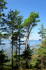 Kiefern an der Steilküste Panga Pank / Saaremaa