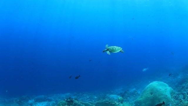 Sea Turtle swims underwater over coral reef
