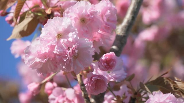 Close up of branch of cherry or sakura tree with beautiful pink flowers blossoming. Spring time blossom flowers nature background. Blue sky and flowers. Japan cherry tree.