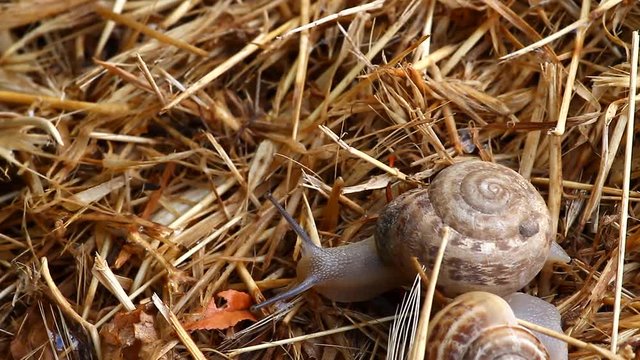 crawling snail closeup