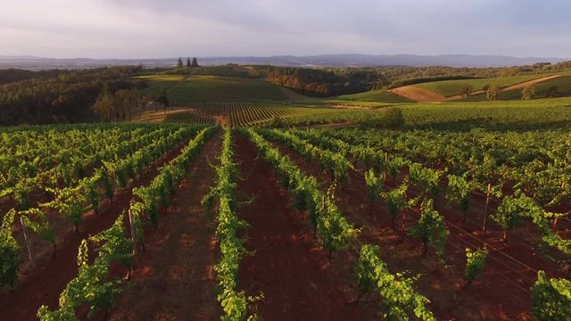 Aerial View Of Vineyard, Willamette Valley Oregon