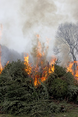 Fototapeta premium Waldbrand