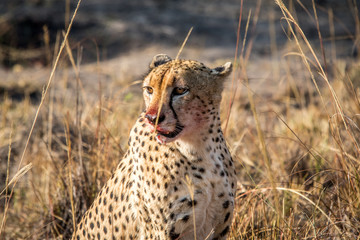 Starring Cheetah with a bloody face.