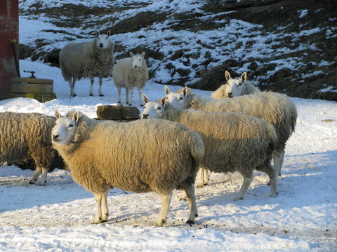 Sheep Standing Around on the Farm