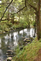 Fototapeta na wymiar New Zealand bush along Hatea river towards Whangarei Falls.