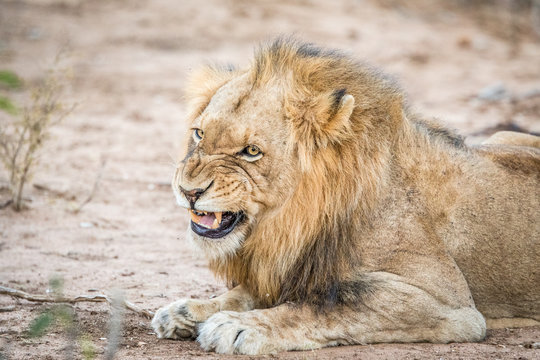 Growling male Lion.