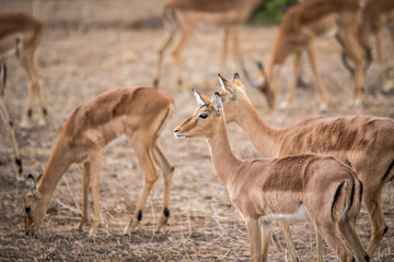Naklejka na ściany i meble A group of female Impalas in Kruger.
