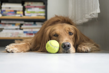 The golden retriever lying on the floor