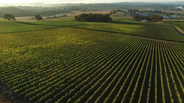 Aerial view of vineyard, Willamette Valley Oregon