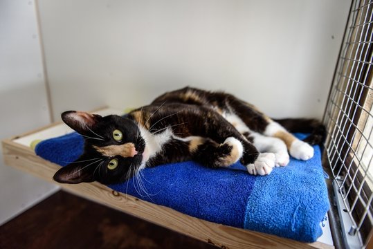 Homeless cat needs a forever home