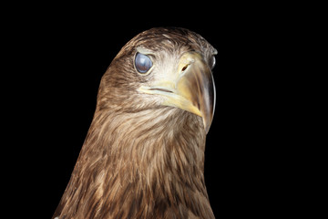 Close-up Head of White-tailed eagle, blink eye, Birds of prey, isolated on Black background
