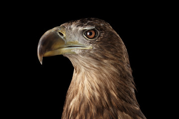 Close-up Head of White-tailed eagle, menacing looks, Birds of prey, isolated on Black background