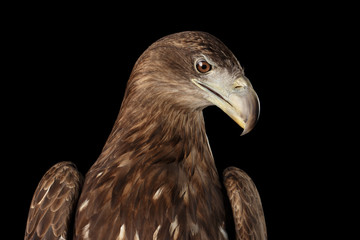 Close-up Head of White-tailed eagle, Sitting and Looking down, Birds of prey, isolated on Black background