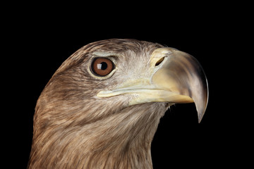 Close-up Head of White-tailed eagle, hunting looks, Birds of prey, isolated on Black background