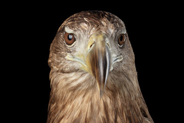 Close-up Head of White-tailed eagle, front view, Birds of prey, isolated on Black background