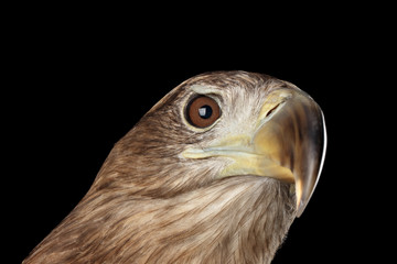 Close-up Head of White-tailed eagle, Raising up, Birds of prey, isolated on Black background