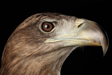 Close-up Head of White-tailed eagle, Birds of prey isolated on Black background