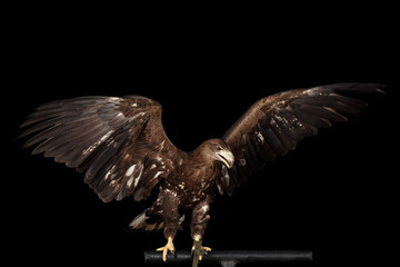 White-tailed eagle Sitting on perch and Spread wings, Birds of prey isolated on Black background
