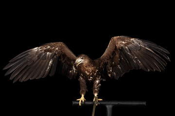 White-tailed eagle Sitting on perch and Spread wings, Birds of prey isolated on Black background