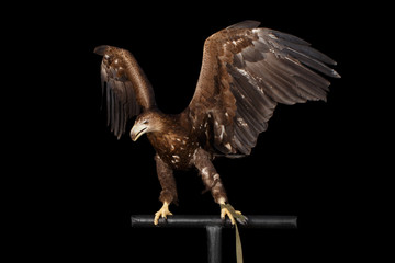 White-tailed eagle Sitting on perch and Spread wings, Looking at left Birds of prey isolated on Black background