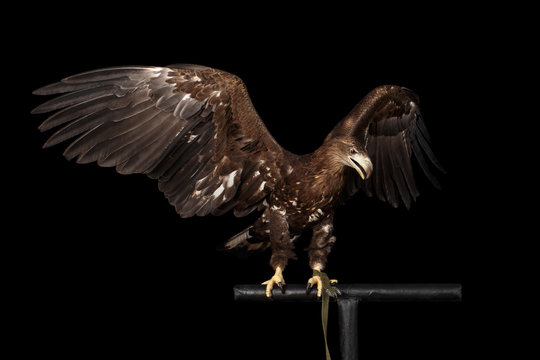 White-tailed eagle Sitting on perch and Spread wings, Looking at right Birds of prey isolated on Black background