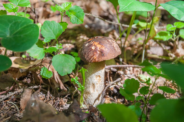 Edible mushroom Boletus ordinary (Leccinum scabrum) in the forest