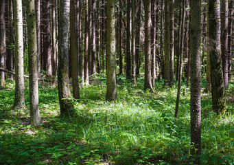 Spruce forest on a Sunny summer day. The sun's rays Shine through the trees