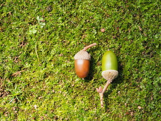 苔とドングリ
