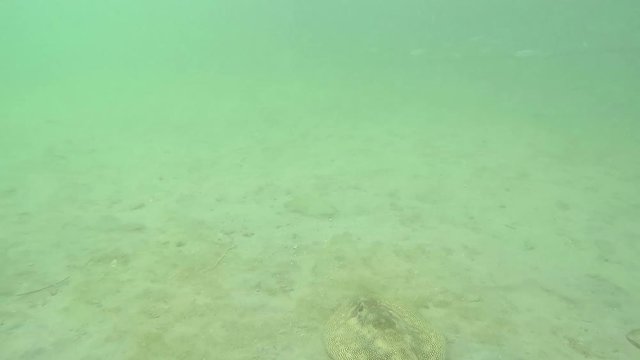 Underwater Yellow spotted stingray swim stop swim Florida Keys 