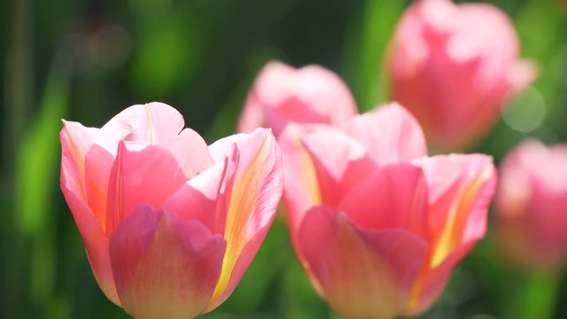 Close up of pink yellow tulips or tulipa flowers buds, heads in garden of Amsterdam, Holland, Netherlands. Tulip blooming field, flowerbed green spring time background. Sunlight bright, light, bokeh