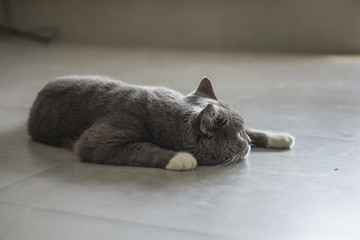 The gray haired cat lying on the floor