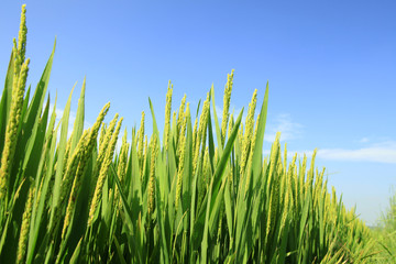 The rice in the field