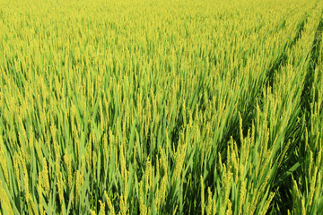 The rice in the field