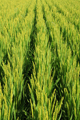 The rice in the field