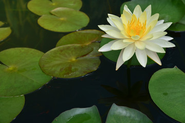 The lotus leaf green