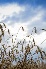 Spikelets of wheat in the sunlight. Yellow  field