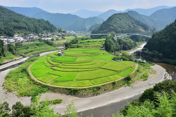 あらぎ島の棚田(夏)