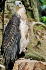 Eagle with one leg pose