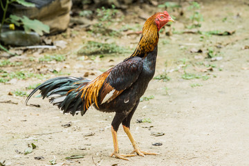 close up portrait of rooster