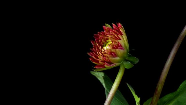 Time-lapse of red dahlia flowers blooming. Studio shot over black.