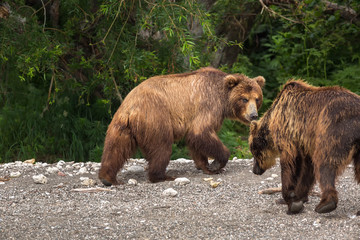 Fototapeta na wymiar Brown bear on the shore of Kurile Lake.