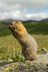 Arctic ground squirrel at foot of volcano on Kamchatka.