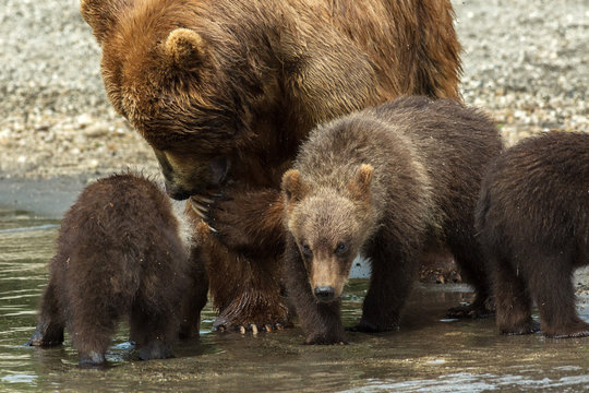 Brown bear with cubs on the shore of Kurile Lake.