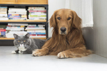 Dogs and cats snuggle together