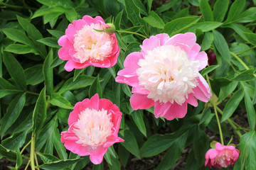 Pink peonies
