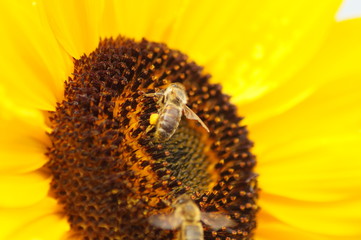 Biene uns Sonnenblume