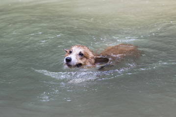 Dog swimming in the river