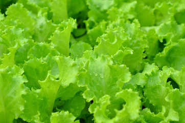 fresh green lettuce leaves